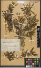 Foto von Salix purpurea L.